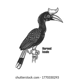 Horned koalo. Tropical exotic bird. Black sketch of animal on a white background. Vintage engraving. Vector illustration. Isolated image of toucan. Wild life. Natural motive. 