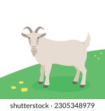 Horned male goat standing on the green grass. Domestic farm animal grazing on a spring pasture. Flat cartoon illustration. Spring meadow background
