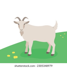 Horned male goat standing on the green grass. Domestic farm animal grazing on a spring pasture. Flat cartoon illustration. Spring meadow background