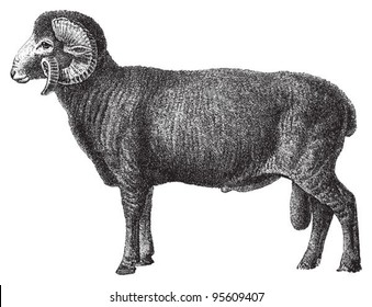 Horned Merino Sheep (ram) / Vintage Illustration From Meyers Konversations-Lexikon 1897