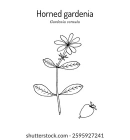 Horned or natal gardenia (Gardenia cornuta), edible and ornamental plant. Hand drawn botanical vector illustration