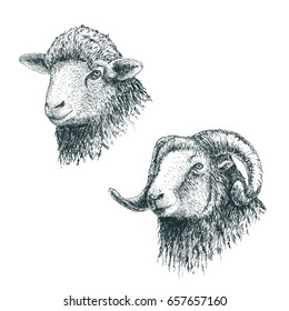 Horned ram and lamb.Set of sheeps.Hand drawn egraving style.Vector illustration