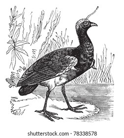 Horned Screamer or Anhima cornuta, vintage engraving. Old engraved illustration of Horned Screamer, close to the water. Trousset Encyclopedia