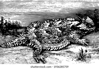 Horned Toad is really a lizard, vintage line drawing or engraving illustration.