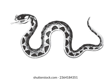 Horned viper (Vipera ammodytes). Doodle sketch. Vintage vector illustration.