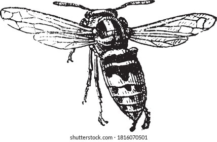 Hornet, From the Dictionary of Word and Things, 1888.