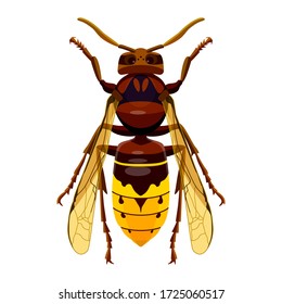 Hornet, insect, stings, predator, isolate on a white background. Vector image