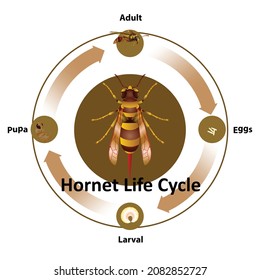 586 Life cycle of an ant Images, Stock Photos & Vectors | Shutterstock