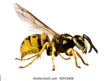 Hornet on white background