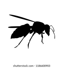 Hornet silhouette vector. Insect in black and white concept.
