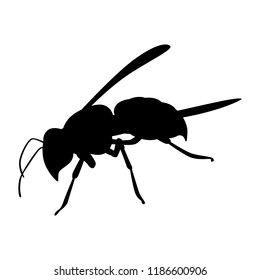 Hornet silhouette vector. Insect in black and white concept.