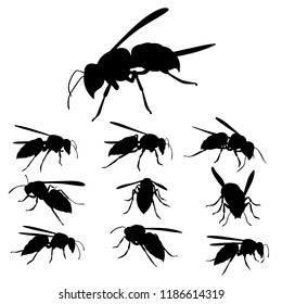 Hornet silhouette vector. Insect in black and white concept.