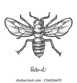 Hornet sketch vector illustration. Vintage drawing of giant or mandarinia wasp. Wildlife bee mascot. Danger bug or cartoon insect. Striped vespa. Biology and animal, fauna and entomology theme