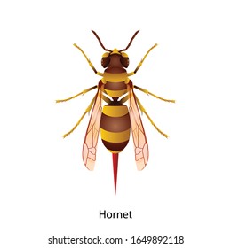 Hornet vector on white background.for Graphic design,education,science,agriculture,artwork.