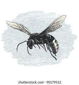 Hornet - vintage engraved illustration - "Cent récits d'histoire naturelle" by C.Delon published in 1889 France