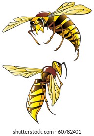 Hornet or wasp, in two poses, vector illustration