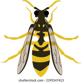 Hornet or Wasp Vector Illustration 2d Flat Colors Isolated on White Background.