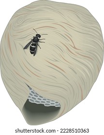 Hornet's Hive Nest Vector Illustration