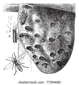 Hornets and Hornet's nest vintage engraving.  Old engraved illustration of Hornets hovering on a nest. Trousset Encyclopedia