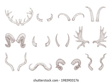 Horns of different animals engraved illustrations set. Hand drawn vintage sketch of deer, cow, bull, goat, buffalo horns isolated on white background. Tattoo, cattle, domestic and wild animals concept