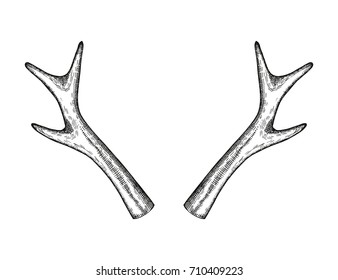 horns of a young deer vector illustration. hand drawing