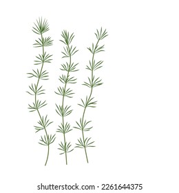 Hornwort is a green algae. The underwater world of the ocean. Aquarium. a marine plant . Vector illustration isolated on a white background.