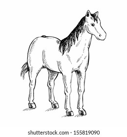 Horse