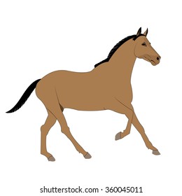 Horse 