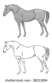 horse
