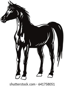 horse