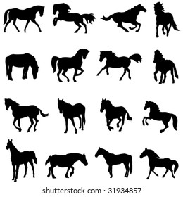 Horse from all over the world