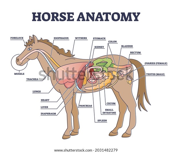 Horse anatomy and animal body inner physiological\
structure outline diagram. Educational labeled scheme with stallion\
anatomical parts for biology study vector illustration. Isolated\
medical system.