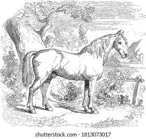 Horse animal, From the Dictionary of Word and Things, 1888.