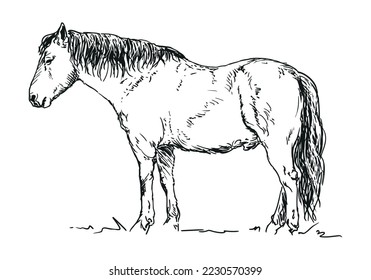 horse - animal, hand drawn black and white vector illustration, isolated on white background