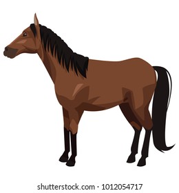 Horse Animal isolated