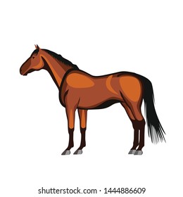 Horse animal on white background
