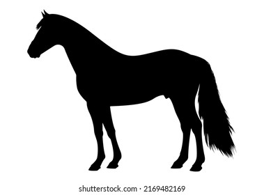 Ilustración del vector de silueta animal de caballo.