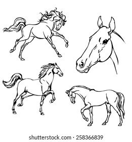 Horse. B & W vector drawing.