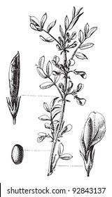 Horse Bean (Vicia Faba) / vintage illustration from Meyers Konversations-Lexikon 1897