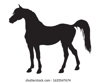 horse, black silhouette on white background, vector isolated monochrome image