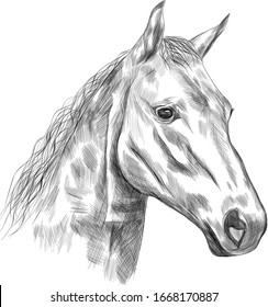 horse black white head sketch  vector illustration