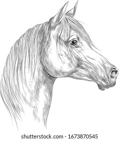 horse black white head sketch  vector illustration