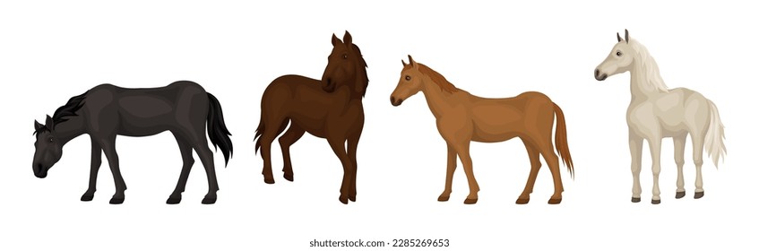 Horse Breed as Domesticated, One-toed, Hoofed Mammal Vector Set