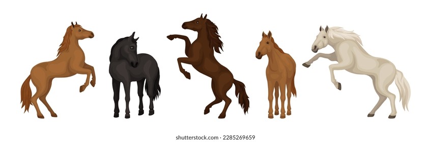 Horse Breed as Domesticated, One-toed, Hoofed Mammal Vector Set