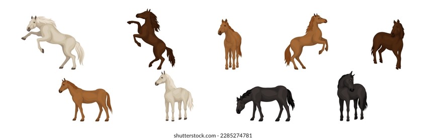 Horse Breed as Domesticated, One-toed, Hoofed Mammal Vector Set