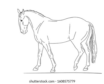 Horse breed lusitano side view