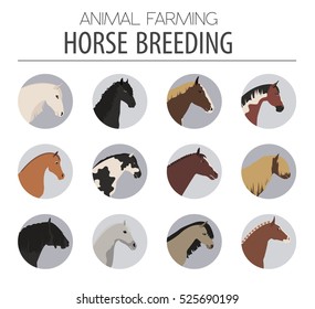 Horse breeding icon set. Farm animal. Flat design. Vector illustration