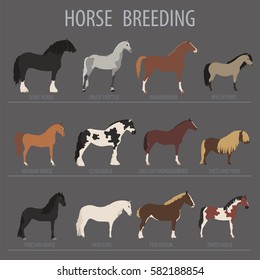 Horse breeding icon set. Farm animal. Flat design. Vector illustration