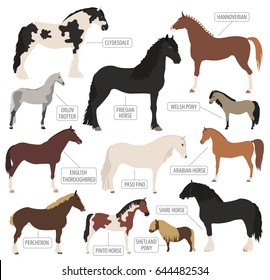 Horse breeding icon set. Farm animal. Flat design. Vector illustration