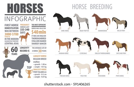 Infografik-Vorlage für Pferdezucht. Nutztier. Flaches Design. Vektorgrafik